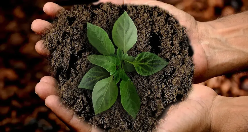 Manos sosteniendo tierra con un brote verde, símbolo del cuidado del medio ambiente